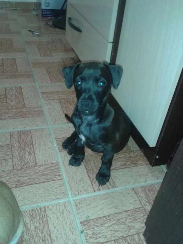 Cachorro ra a  idade 2 a 6 meses nome Bob