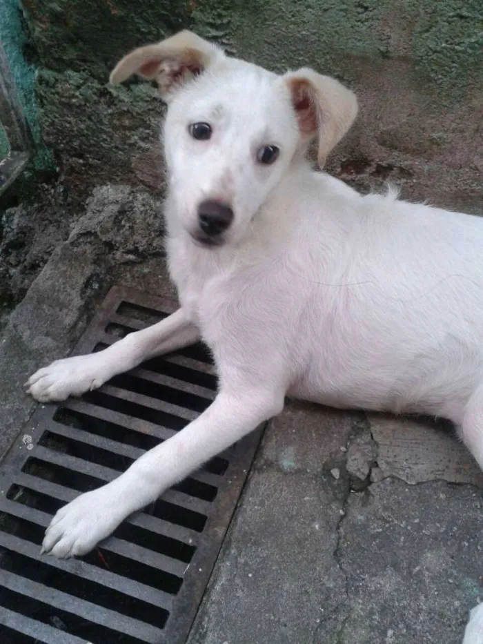 Cachorro raça SRD idade 2 a 6 meses nome Mayla