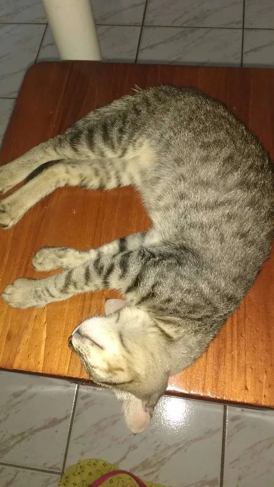 Gato ra a BENGAL idade 2 a 6 meses nome MAG