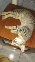 MAG