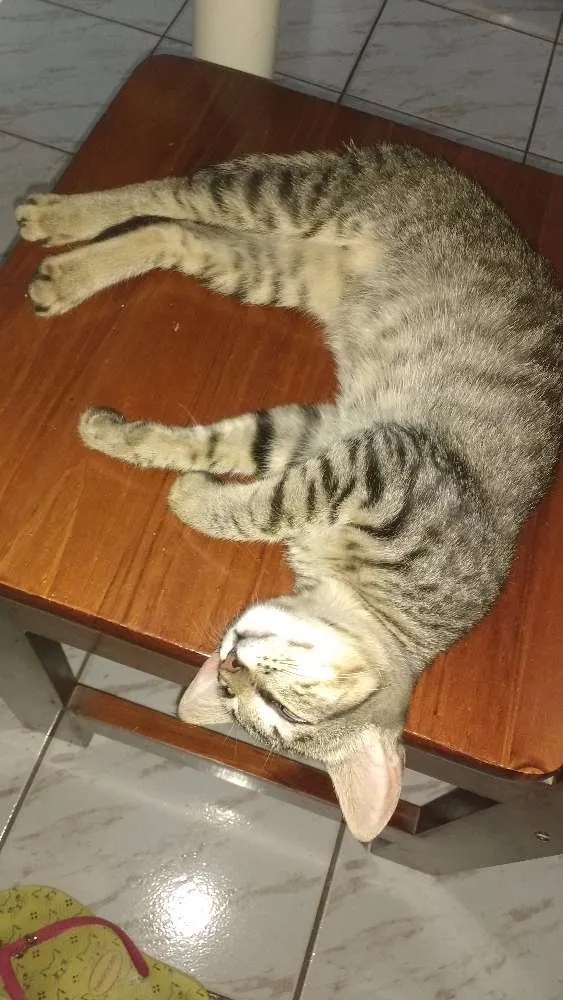 Gato ra a BENGAL idade 2 a 6 meses nome MAG