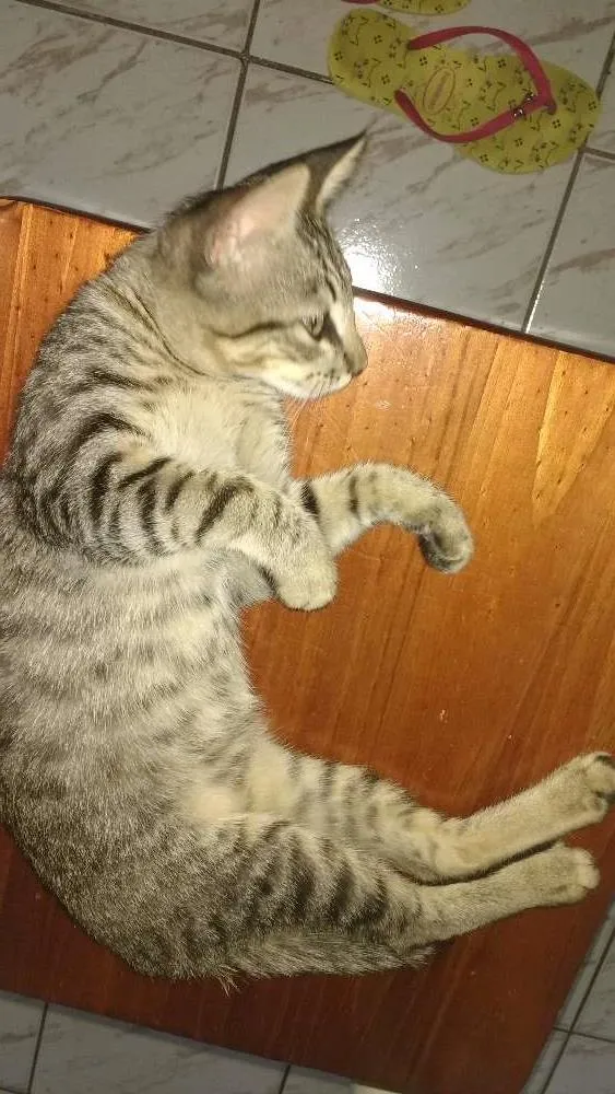 Gato ra a BENGAL idade 2 a 6 meses nome MAG