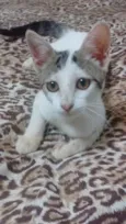 Gatinha