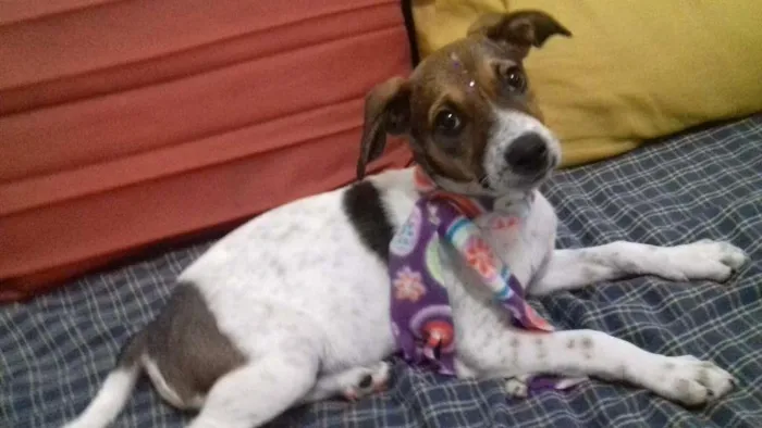 Cachorro ra a virá lata idade 2 a 6 meses nome chaironne