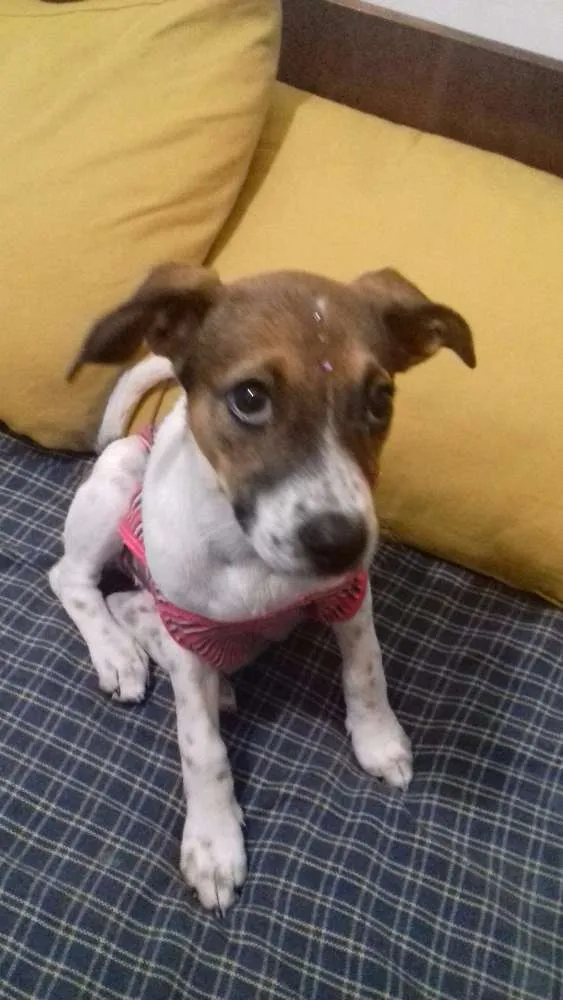 Cachorro ra a virá lata idade 2 a 6 meses nome chaironne