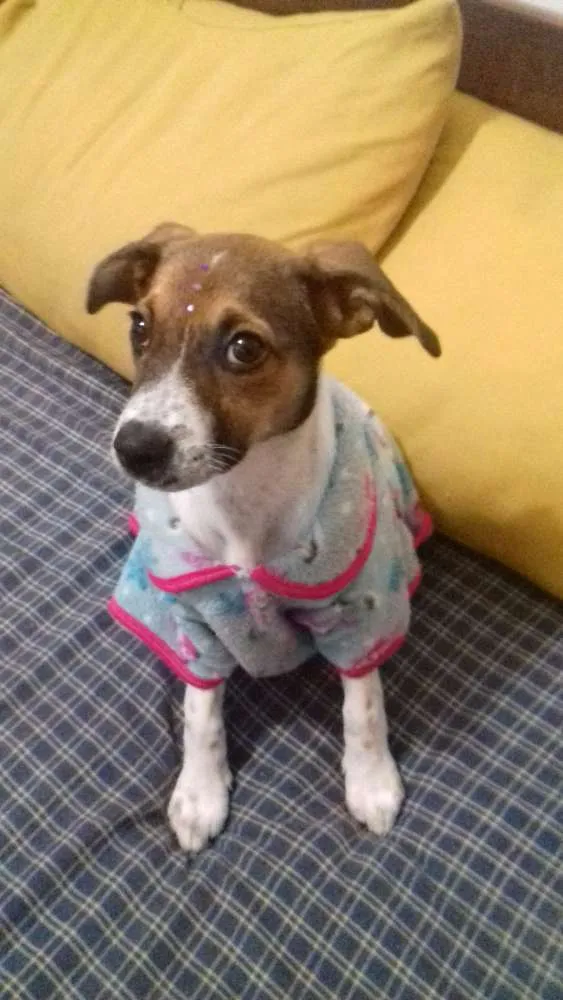 Cachorro ra a virá lata idade 2 a 6 meses nome chaironne