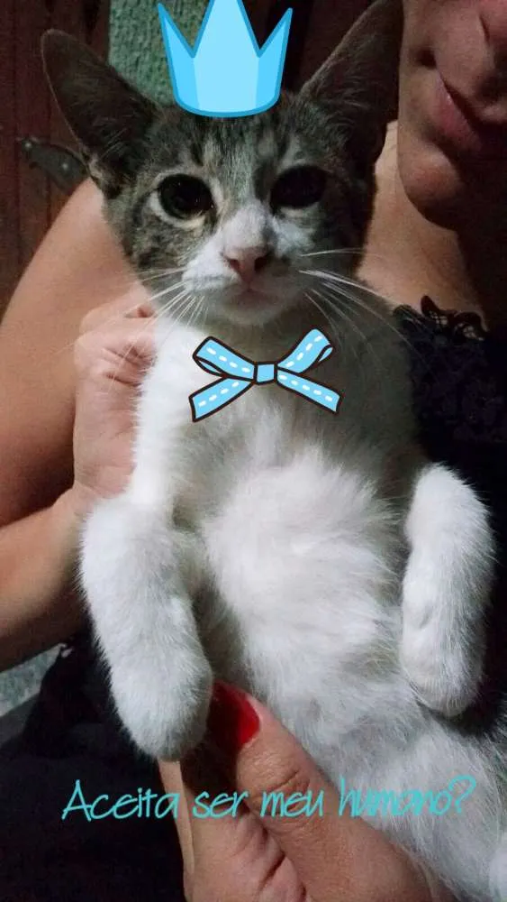 Gato ra a Deconhecida idade 2 a 6 meses nome Nenezinho