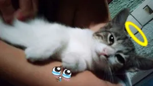 Gato raça Deconhecida idade 2 a 6 meses nome Nenezinho