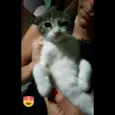 Nenezinho