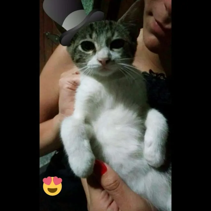 Gato ra a Deconhecida idade 2 a 6 meses nome Nenezinho