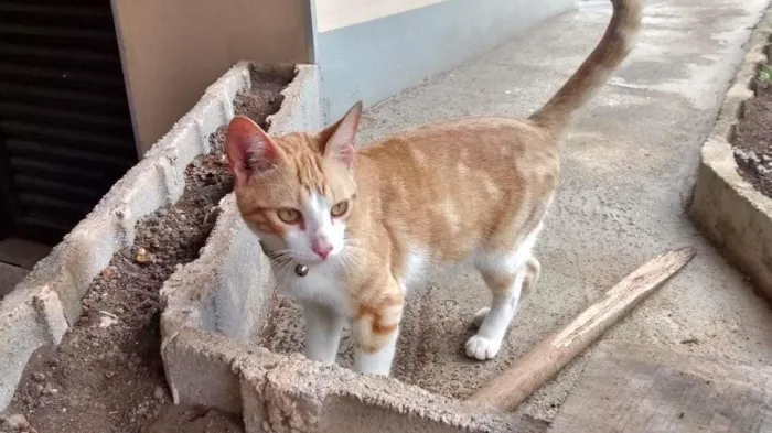 Gato ra a SRD idade 7 a 11 meses nome Mine