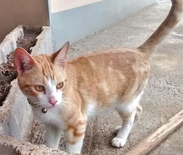 Gato ra a SRD idade 7 a 11 meses nome Mine