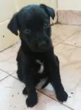 não possui