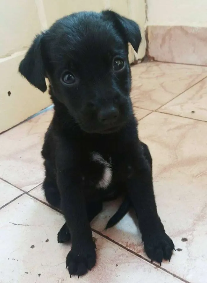 Cachorro raça  idade 2 a 6 meses nome não possui