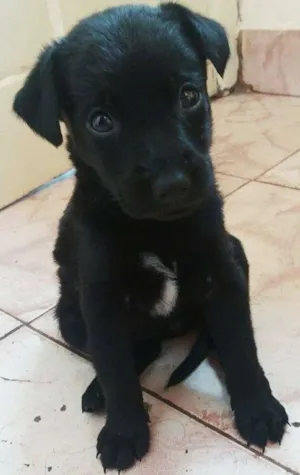 Cachorro raça  idade 2 a 6 meses nome não possui