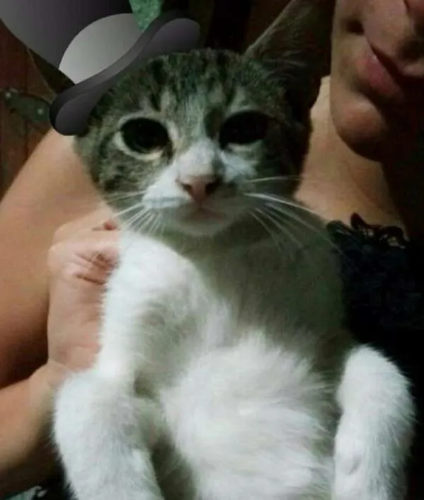 Gato ra a Deconhecida idade 2 a 6 meses nome Nenezinho