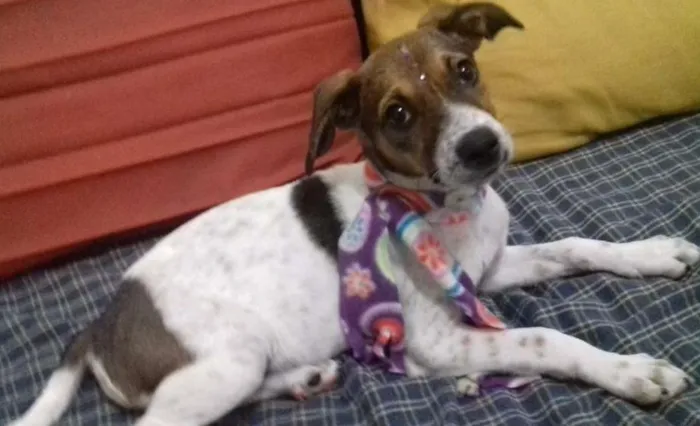 Cachorro ra a virá lata idade 2 a 6 meses nome chaironne