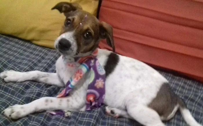 Cachorro ra a virá lata idade 2 a 6 meses nome chaironne
