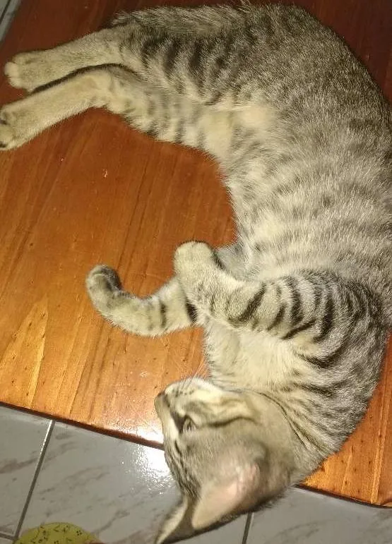 Gato ra a BENGAL idade 2 a 6 meses nome MAG