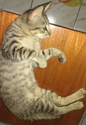 Gato raça BENGAL idade 2 a 6 meses nome MAG