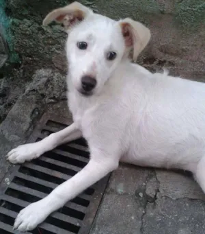 Cachorro raça SRD idade 2 a 6 meses nome Mayla