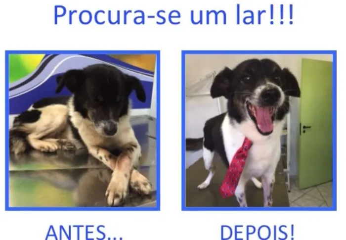 Cachorro raça Vira-Lata idade 6 ou mais anos nome Madruga