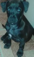 Bob
