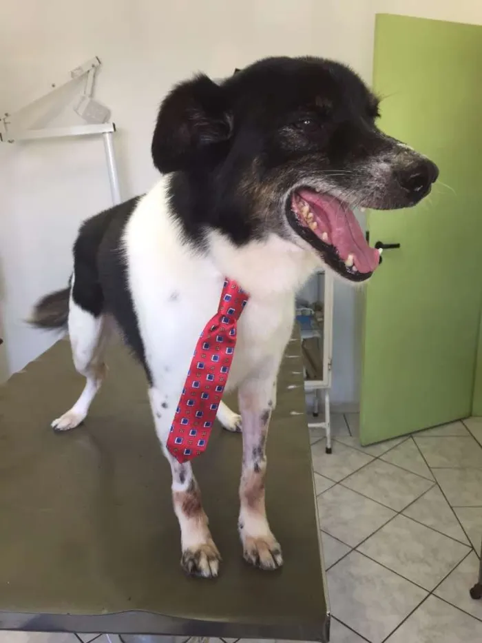Cachorro raça Vira-Lata idade 6 ou mais anos nome Madruga