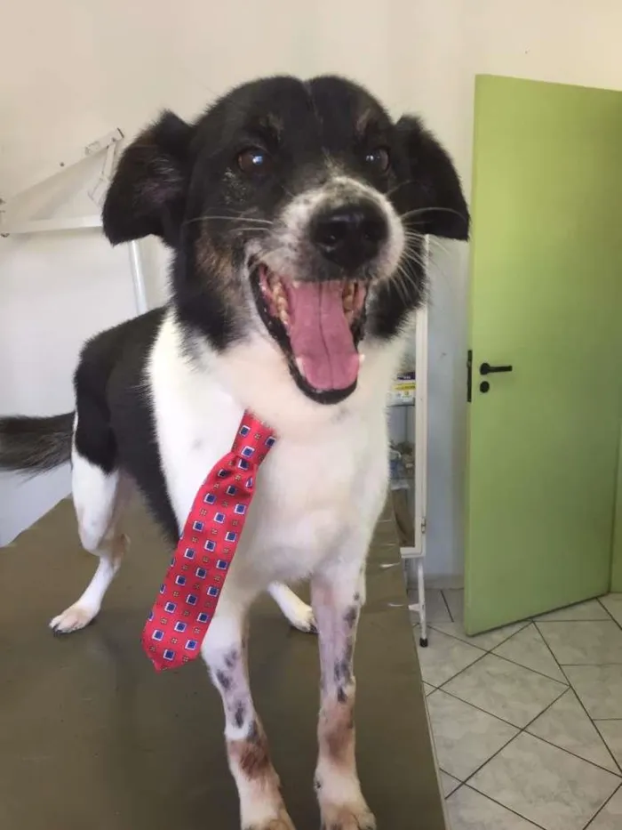 Cachorro raça Vira-Lata idade 6 ou mais anos nome Madruga
