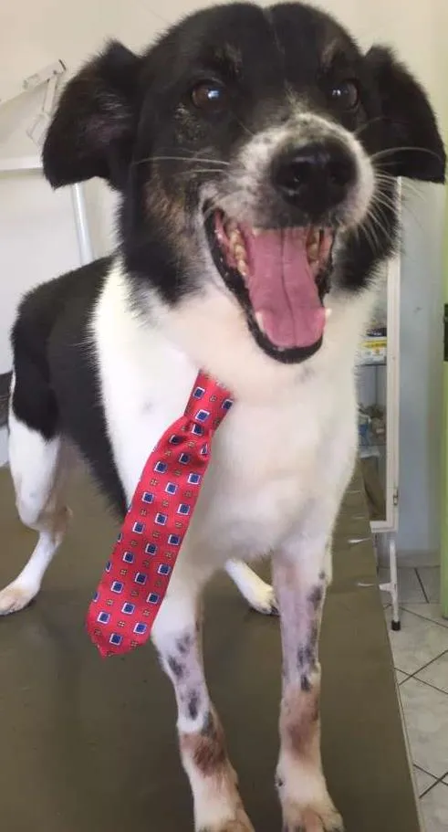 Cachorro raça Vira-Lata idade 6 ou mais anos nome Madruga