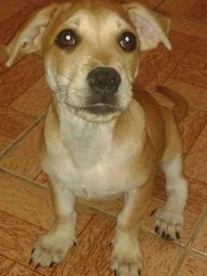 Cachorro raça  idade 2 a 6 meses nome Paçoca