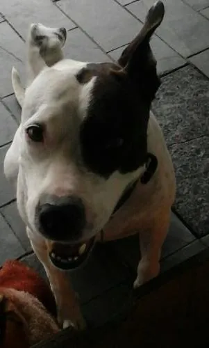 Cachorro ra a Vira lata pitbull idade 3 anos nome Belinha