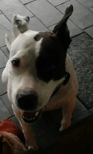 Cachorro ra a Vira lata pitbull idade 3 anos nome Belinha