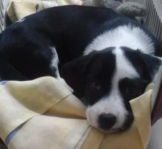 Cachorro ra a vira lata idade 2 a 6 meses nome lupita