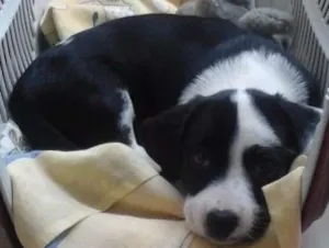 Cachorro raça vira lata idade 2 a 6 meses nome lupita