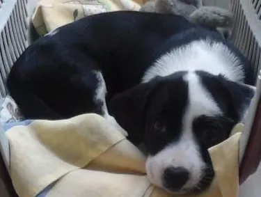 Cachorro ra a vira lata idade 2 a 6 meses nome lupita