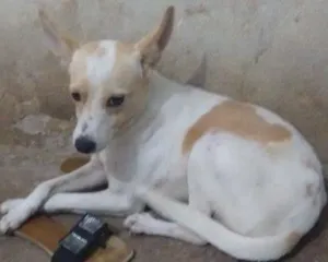Cachorro raça Pudo com viralata idade 2 anos nome Marley