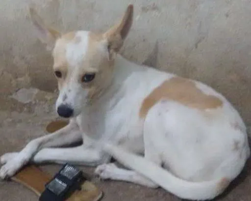 Cachorro ra a Pudo com viralata idade 2 anos nome Marley