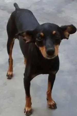 Cachorro raça Pinscher idade 4 anos nome GABI