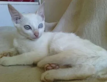 Gato raça Ração não definida idade 2 a 6 meses nome Mila