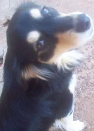 Cachorro raça SRD idade 3 anos nome Nina