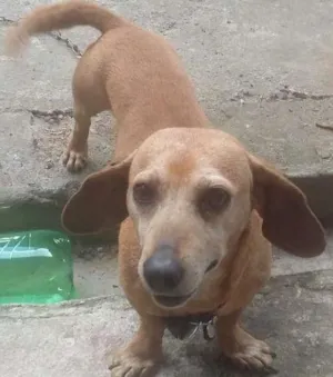 Cachorro raça Dachshund idade 6 ou mais anos nome Bob