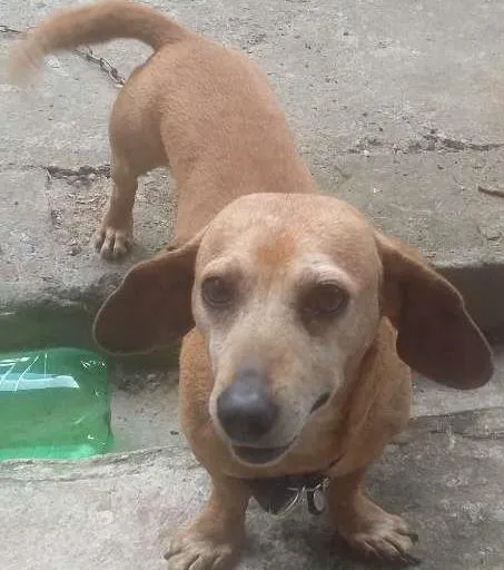 Cachorro ra a Dachshund idade 6 ou mais anos nome Bob
