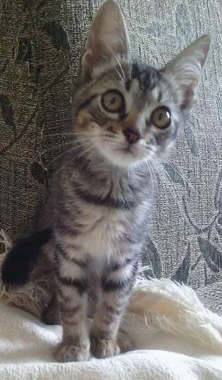 Gato raça Raça não definida idade Abaixo de 2 meses nome Nike