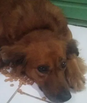 Cachorro raça Mistura de Fila com vira lata idade 6 ou mais anos nome Bethoven