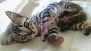 Gato raça Ração não definida idade Abaixo de 2 meses nome Dara