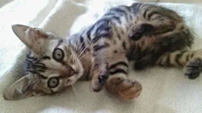 Gato raça Ração não definida idade Abaixo de 2 meses nome Dara