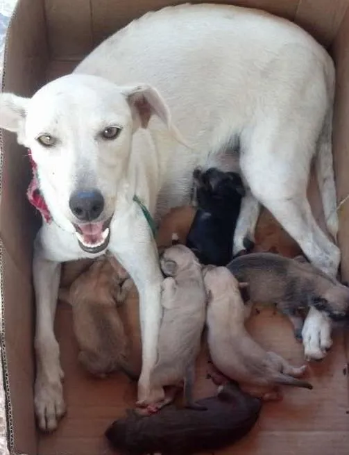 Cachorro raça Vira lata idade 1 ano nome Clara