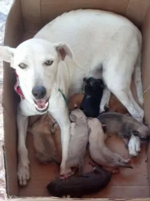 Cachorro raça Vira lata idade 1 ano nome Clara