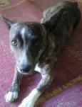 xitara 